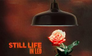 #23/12 LED12